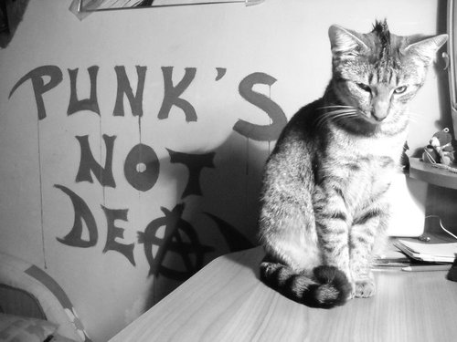 punk cat