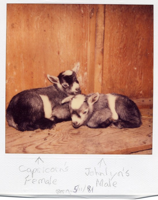 internet k hole goats